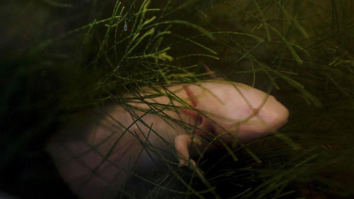 Puluhan salamander Meksiko alias axolotl dikembalikan ke habitatnya yang berlumpur di taman ekologi Xochimilco di Mexico City pada Rabu (16/2).