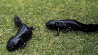 Pelepasan digelar dengan seremoni yang dibuat untuk menandai awalnya upaya konservasi baru ini membantu melestarikan axolotl, amfibi khas Meksiko.  