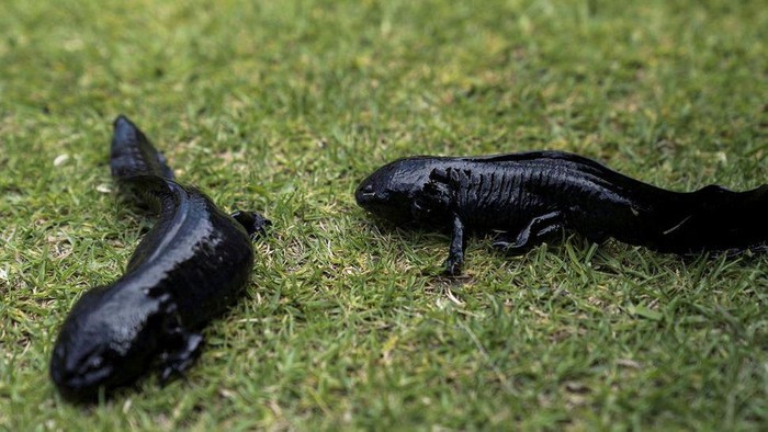 Axolotl, Ikan Langka Meksiko yang Terancam Punah Puluhan salamander Meksiko alias axolotl dikembalikan ke habitatnya yang berlumpur di taman ekologi Xochimilco di Mexico City pada Rabu (16/2).