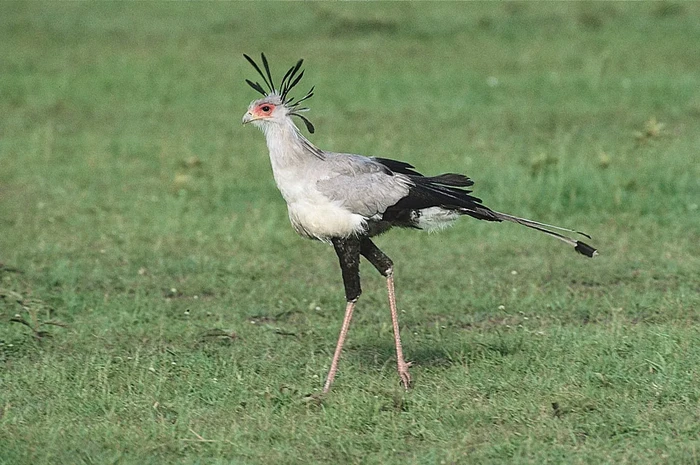 Burung sekretaris merupakan salah satu burung paling cantik di dunia.