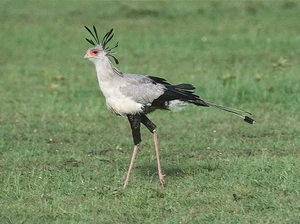 Mengenal Burung Sekretaris, Salah Satu Burung Cantik di Dunia