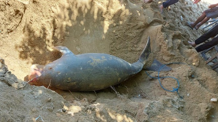 Dugong ditemukan mati terdampar dalam kondisi membusuk di di Pantai Watu Jimbar, Bali. (Dok. BPSPL Denpasar)