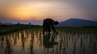 Petani bekerja menanam padi di persawahan Gauhati, India, Rabu (16/2/2022). Para petani berangkat pagi pulang petang, hampir setiap hari, tanpa jenjang karir dan dana pensiun. Seringkali, kerja keras petani terlupakan saat hasilnya menjadi sepiring makan malam yang enak di depan mata. (AP Photo/Anupam Nath)