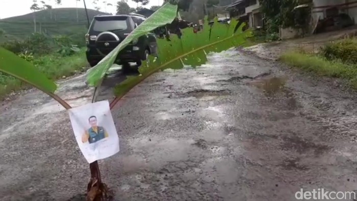 Mahasiswa dan warga Cianjur tanam pohon pisang di sepanjang jalan provinsi lantaran rusak parah.