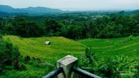Hijau