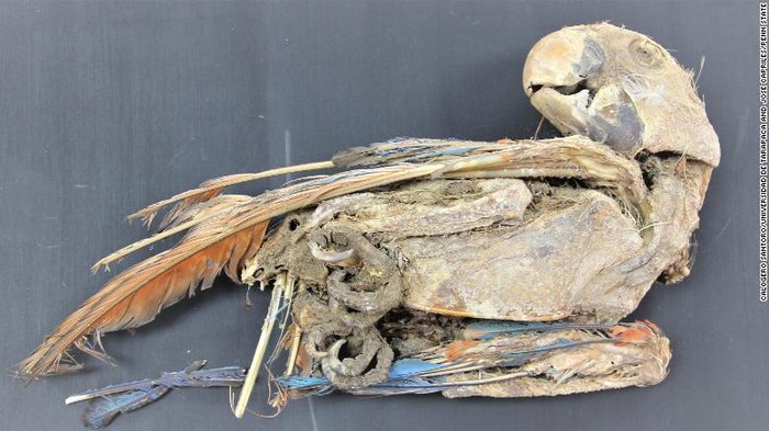 Mumi burung kakatua