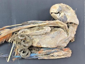 Mumi Burung Kakatua Bikin Peneliti Bingung
