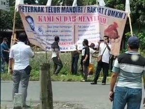 Larangan Demo Bikin Peternak Ayam Layer Blitar Pasang Puluhan Banner
