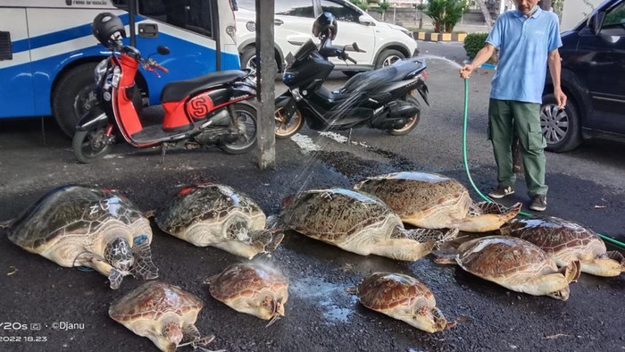 Penyu yang diselundupkan di Bali (dok. Istimewa)