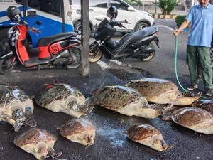 Polisi Gagalkan Penyelundupan Penyu Diduga untuk Dimakan di Bali