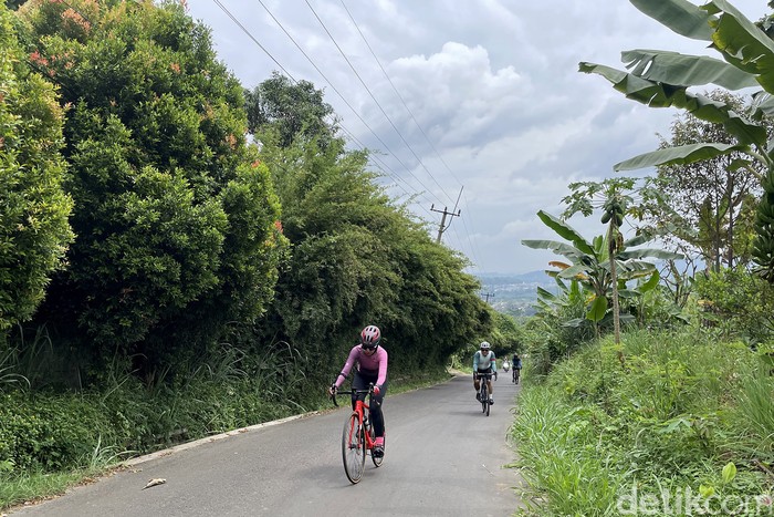 Siapkan Nafas Panjang di Tanjakan Brutal Pabangbon, Bogor Nanjak tembok, brutal, jahanam, ga ada akhlak. Umpatan itu kerap terucap saat pesepeda mencoba jalur menuju hutan pinus Pabangbon, Bogor. Gradien mencapai 25 persen !