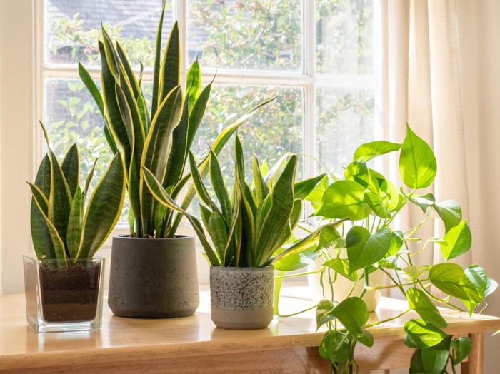 Indoor houseplants next to a window in a beautifully designed home or flat interior.