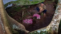 Tradisi ini dilakukan dengan penyembelihan hingga 57 ekor kambing, memasak daging dan dilanjutkan doa bersama serta ziarah ke petilasan tokoh ulama setempat KH Asyari serta makam keluarga.  