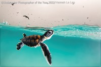 Underwater Photographer of the Year 2022