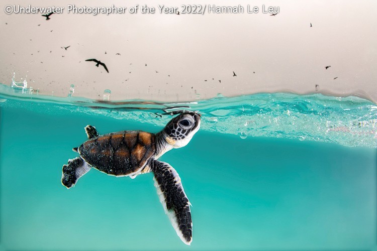 Underwater Photographer of the Year 2022