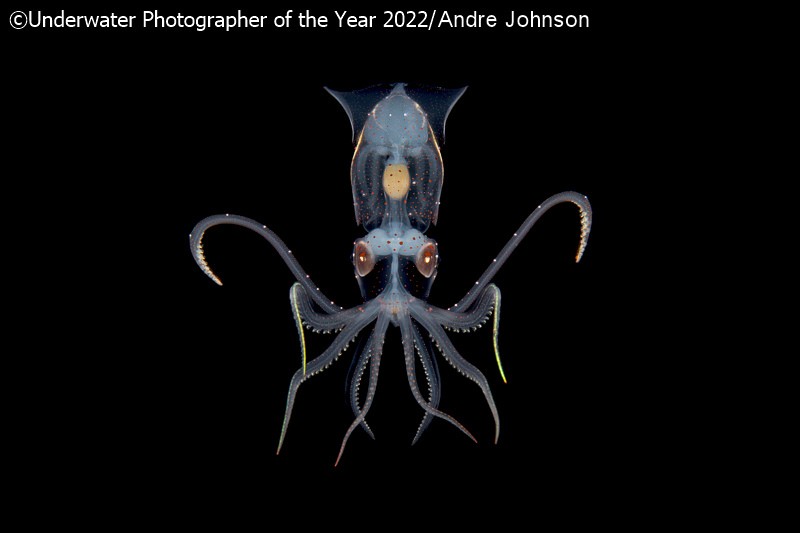 Underwater Photographer of the Year 2022