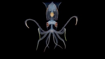 Foto: Underwater Photographer of the Year