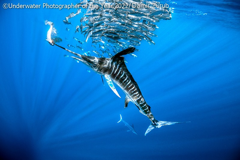 Underwater Photographer of the Year 2022
