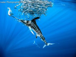 Karya Mencengangkan Juara Kontes Foto Underwater 2022