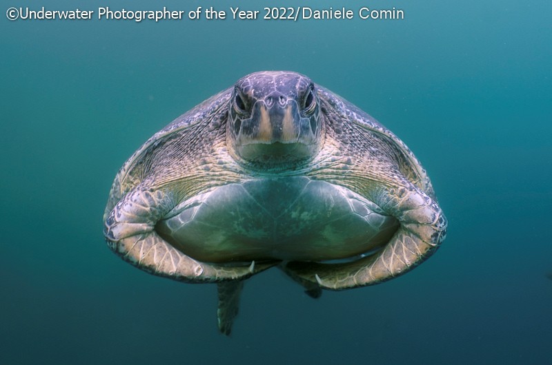 Underwater Photographer of the Year 2022