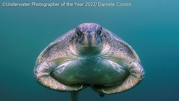 Foto: Underwater Photographer of the Year