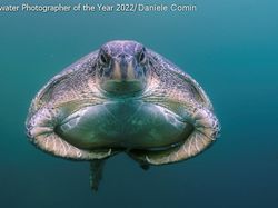 Karya Mencengangkan Juara Kontes Foto Underwater 2022