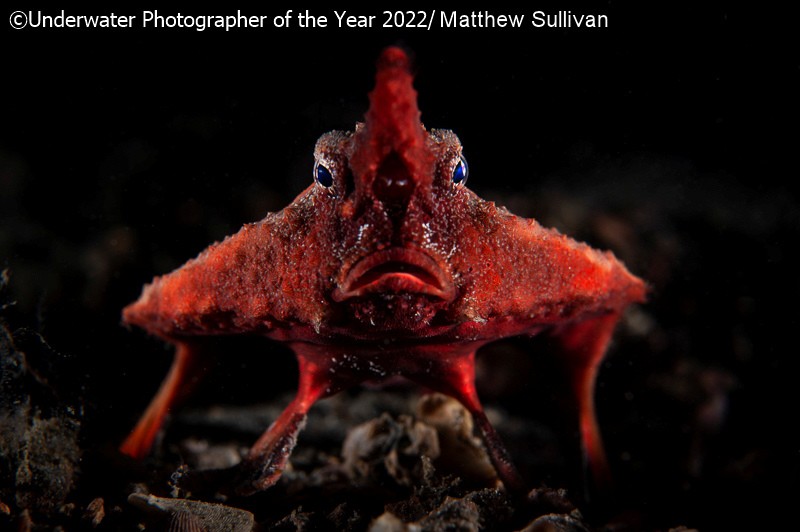 Underwater Photographer of the Year 2022