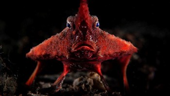 Foto: Underwater Photographer of the Year