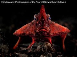 Karya Mencengangkan Juara Kontes Foto Underwater 2022