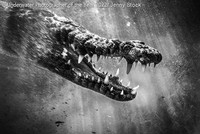 Underwater Photographer of the Year 2022