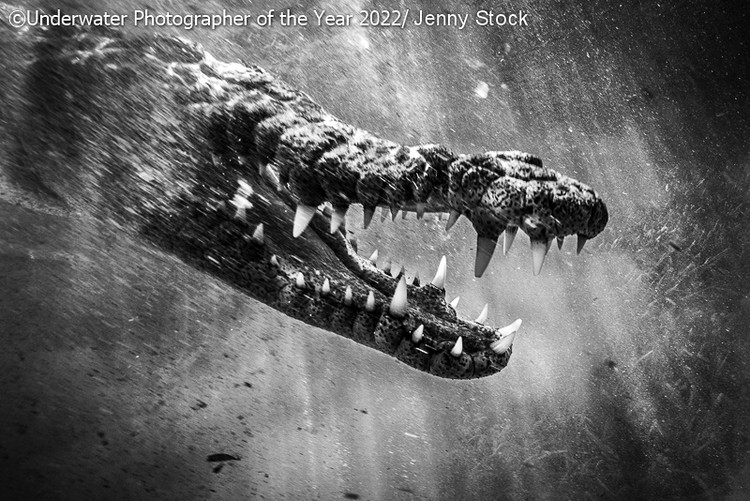 Underwater Photographer of the Year 2022