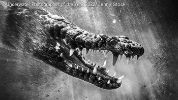 Foto: Underwater Photographer of the Year