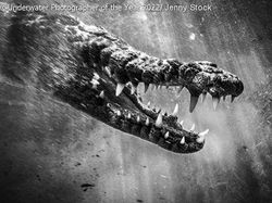 Karya Mencengangkan Juara Kontes Foto Underwater 2022