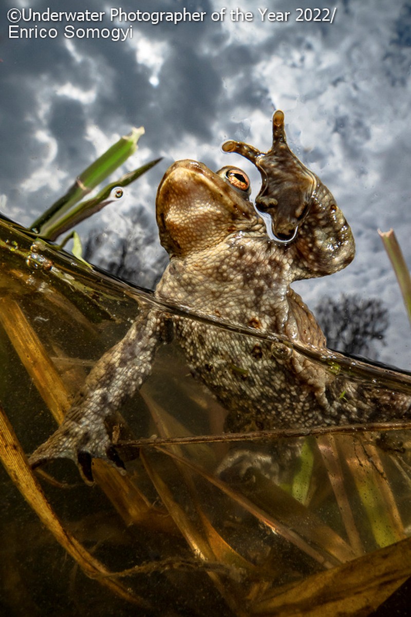Underwater Photographer of the Year 2022