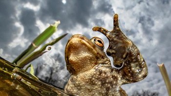 Foto: Underwater Photographer of the Year