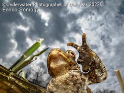 Karya Mencengangkan Juara Kontes Foto Underwater 2022