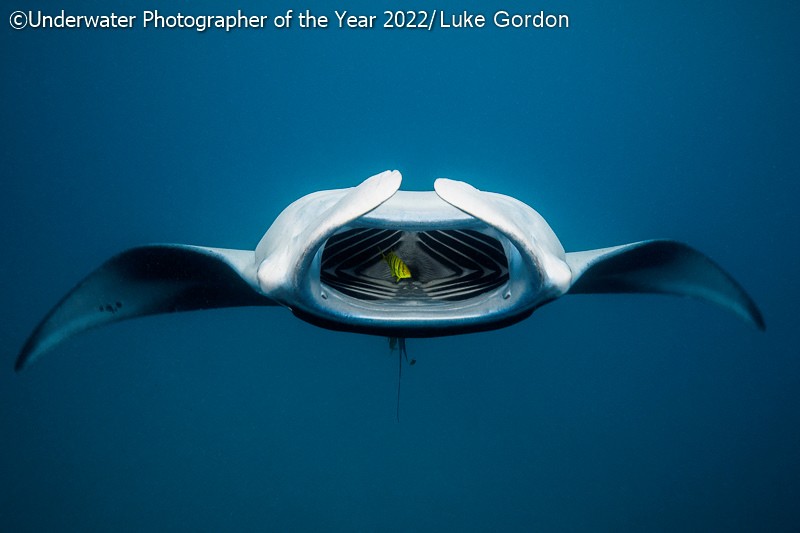 Underwater Photographer of the Year 2022