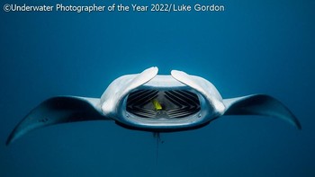 Foto: Underwater Photographer of the Year