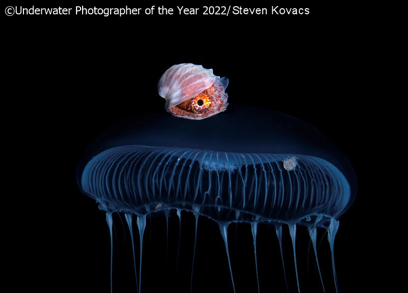Underwater Photographer of the Year 2022