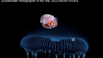 Commended kategori Behavior:Hitchhiker karya Steven Kovacs (AS) Foto: Underwater Photographer of the Year