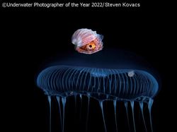 Karya Mencengangkan Juara Kontes Foto Underwater 2022
