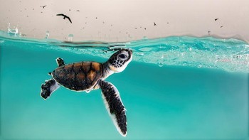 Foto: Underwater Photographer of the Year