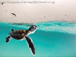 Karya Mencengangkan Juara Kontes Foto Underwater 2022