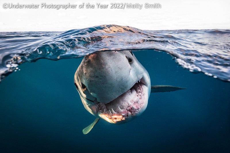 Underwater Photographer of the Year 2022