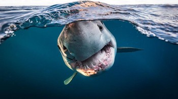 Foto: Underwater Photographer of the Year