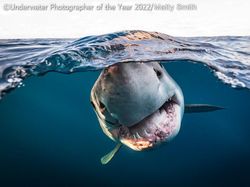 Karya Mencengangkan Juara Kontes Foto Underwater 2022