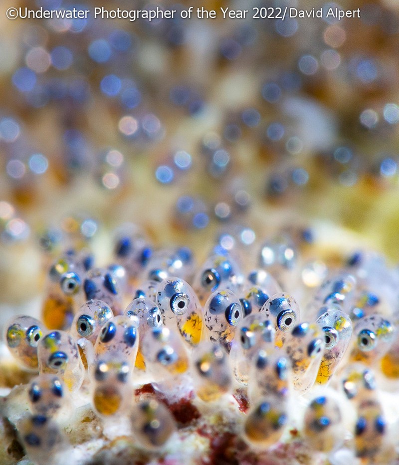 Underwater Photographer of the Year 2022