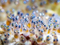 Karya Mencengangkan Juara Kontes Foto Underwater 2022