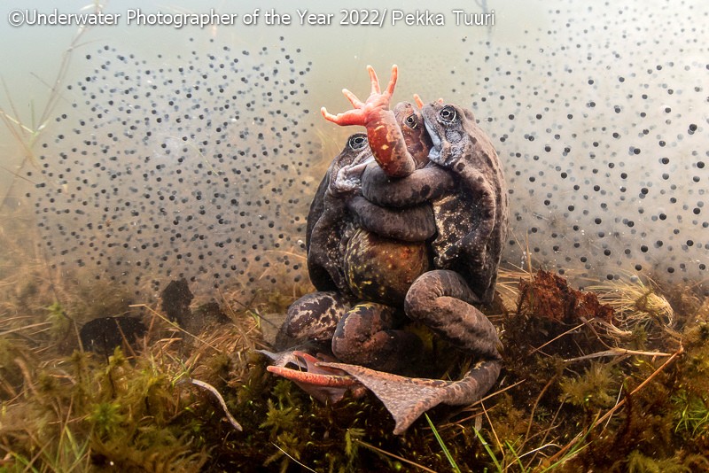 Underwater Photographer of the Year 2022