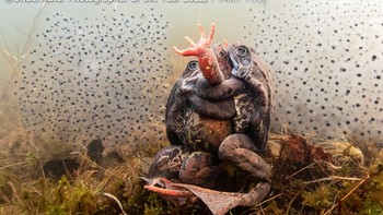 Foto: Underwater Photographer of the Year